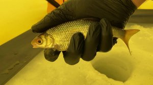 ЛУЧШАЯ МОРМЫШКА НА ПЛОТВУ