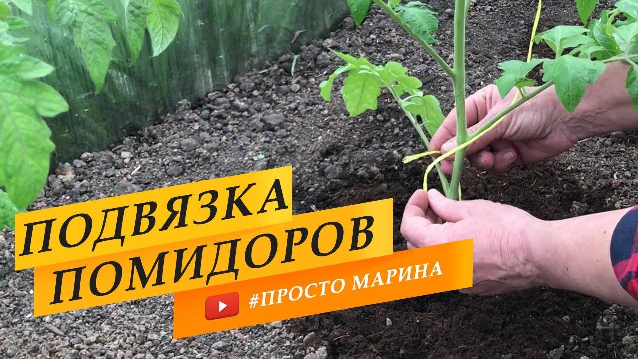 Как подвязать помидоры в теплице. Подвязка томатов. смотреть онлайн