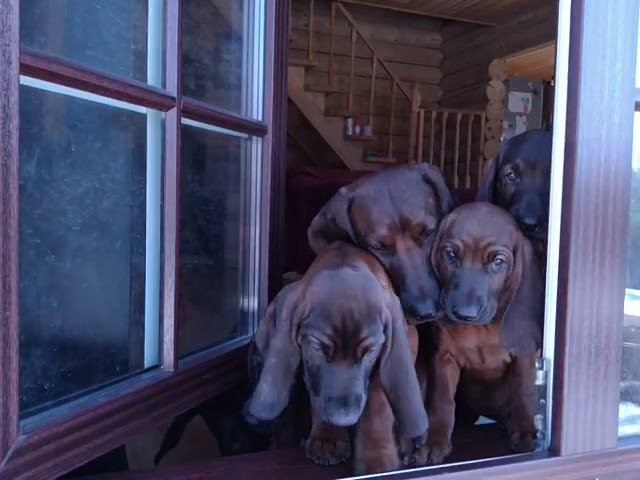 Щенки баварской горной гончей из питомника Amber Hope, 2,5 мес