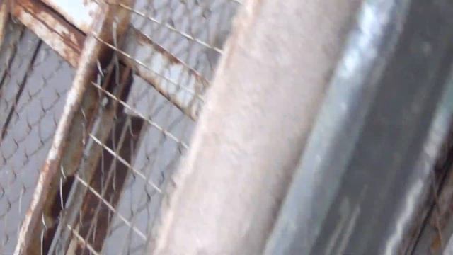 Визу голубей Макееву Владимиру в ХРЯЩОВКУ. смотреть онлайн