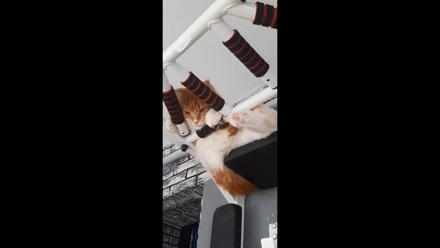 Жорик-любимчик смотреть онлайн