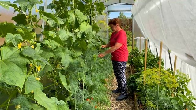 Огурцы после подкормки. смотреть онлайн