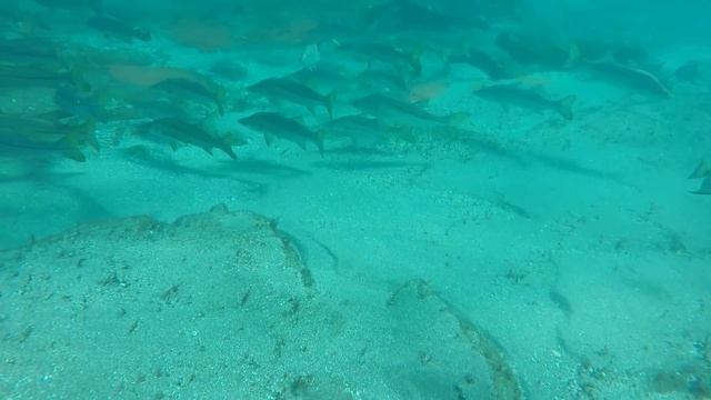Jupiter Inlet June 2019
