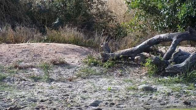 Djuma: Slender Mongoose pair playing - 14:40 - 05/28/19 смотреть онлайн