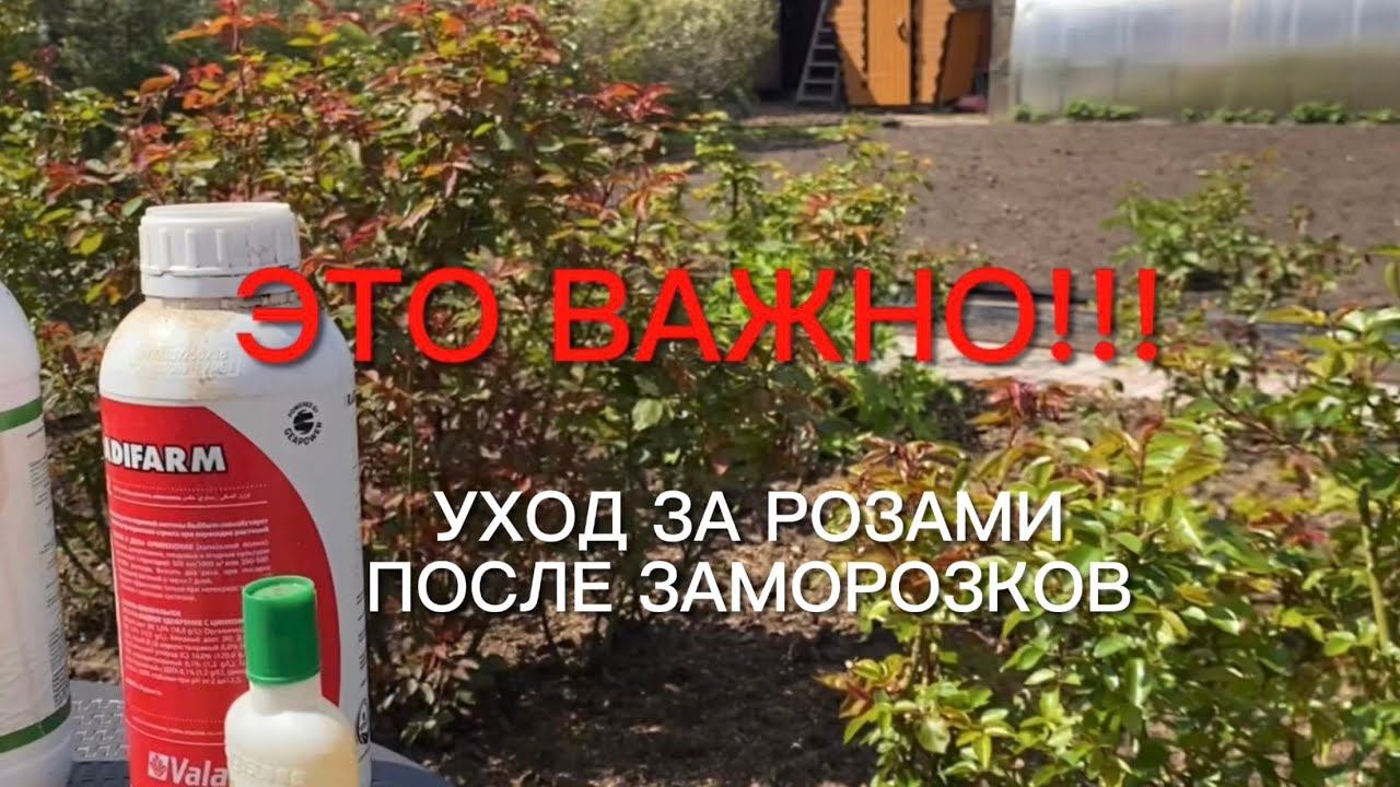 Розы. Самое важное!!! Уход за розами после заморозков. Ответы на Ваши вопросы. смотреть онлайн