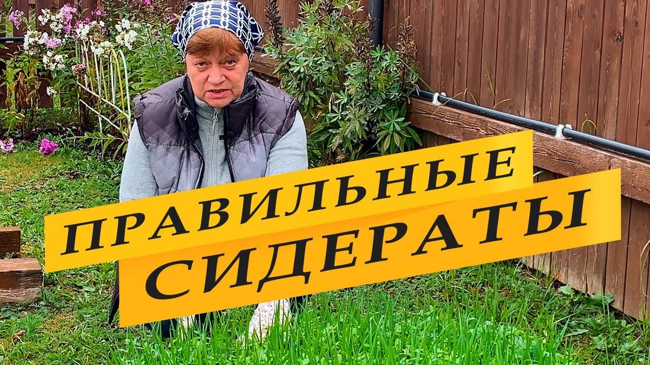 Сидераты! Сейте правильно. Срезайте вовремя. смотреть онлайн