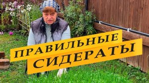 Сидераты! Сейте правильно.  Срезайте вовремя.