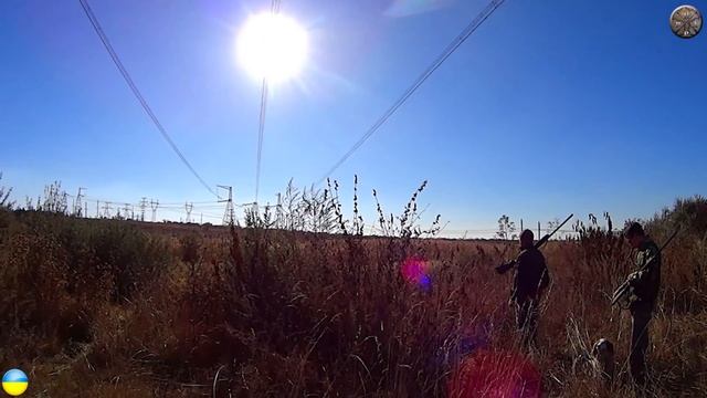Охота на фазана. Охота на фазана 2015. hunting wild pheasant смотреть онлайн