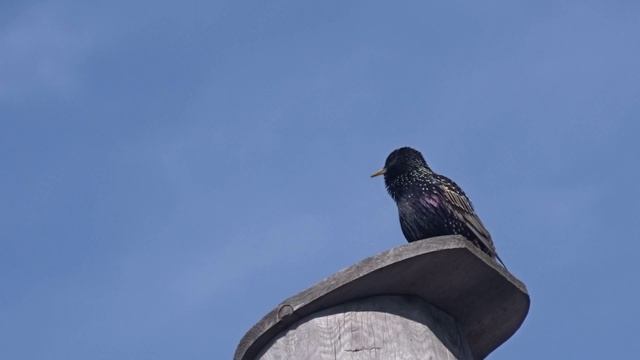 Песня скворца. смотреть онлайн