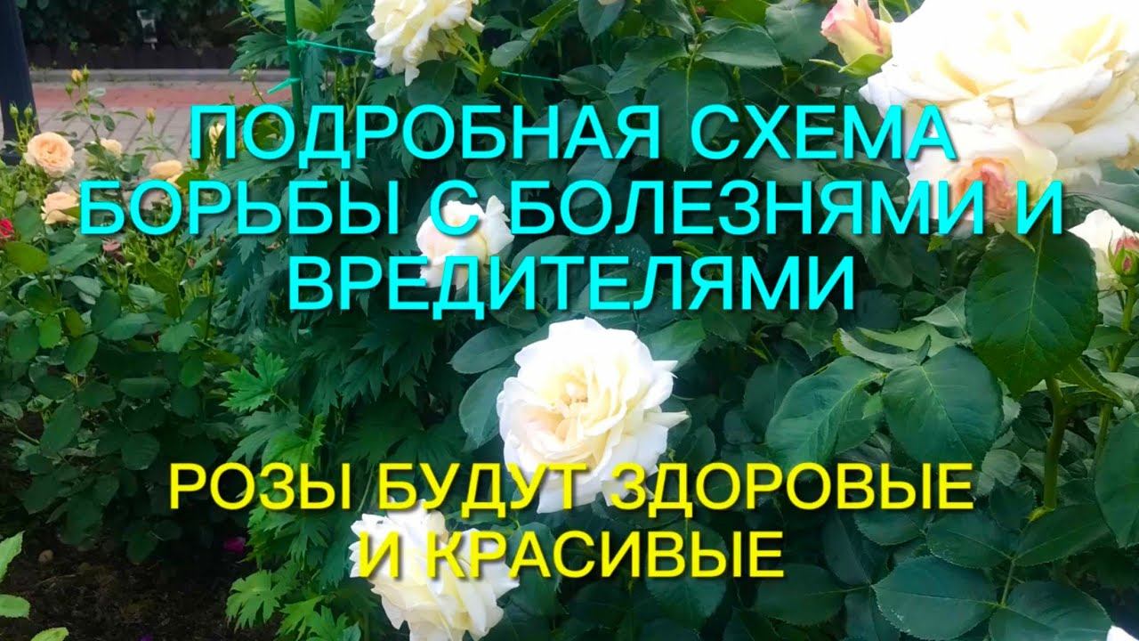 Розы. Хотите вырастить здоровый розарий??? Подробная схема борьбы с вредителями и болезнями. смотреть онлайн