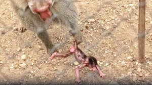 Дед СХВАТИЛ за хвост малышку!!! Мы испугались, обезьяны в шоке! Мамаша, следить надо за детьми!ДОМ2