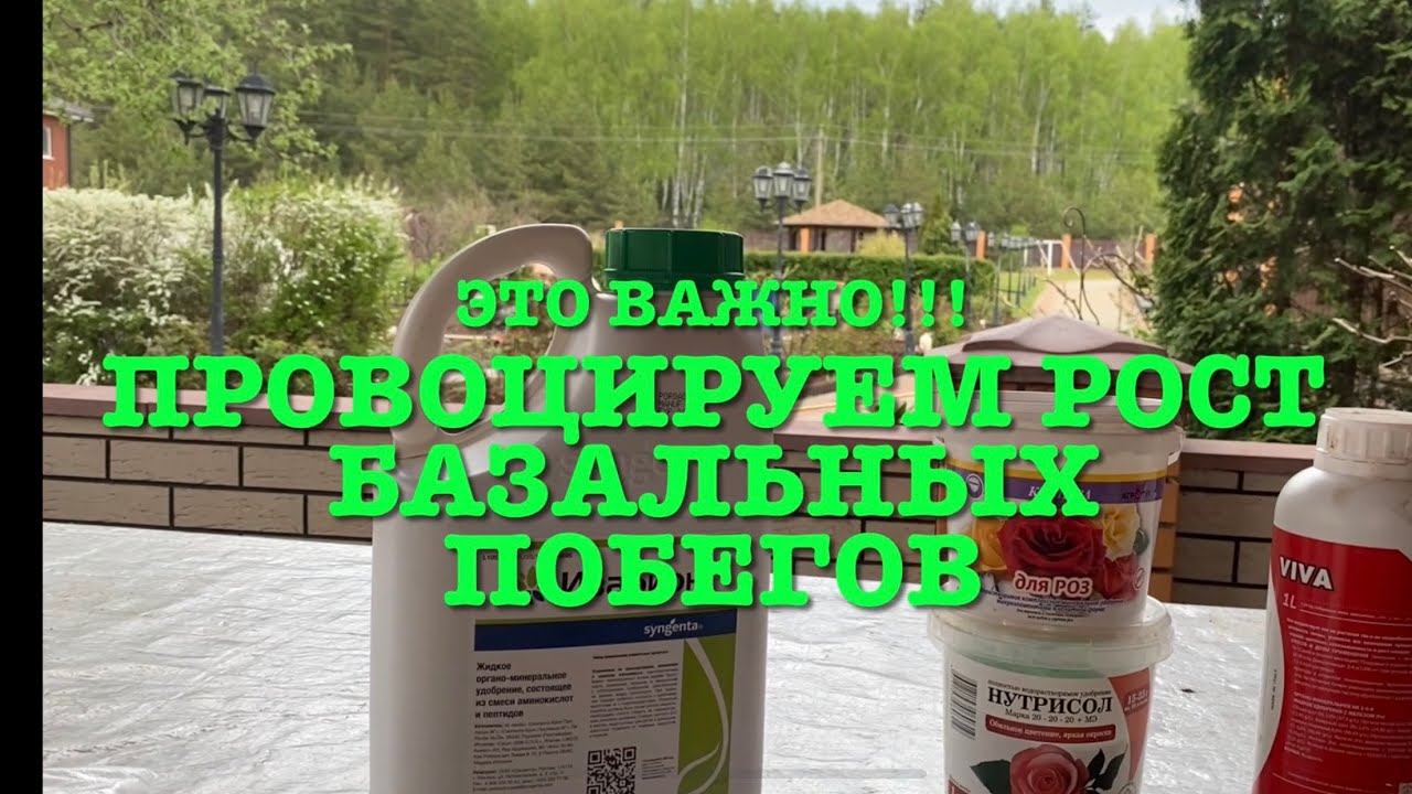 Розы. Провоцируем рост базальных побегов. Главная подкормка роз под корень. смотреть онлайн
