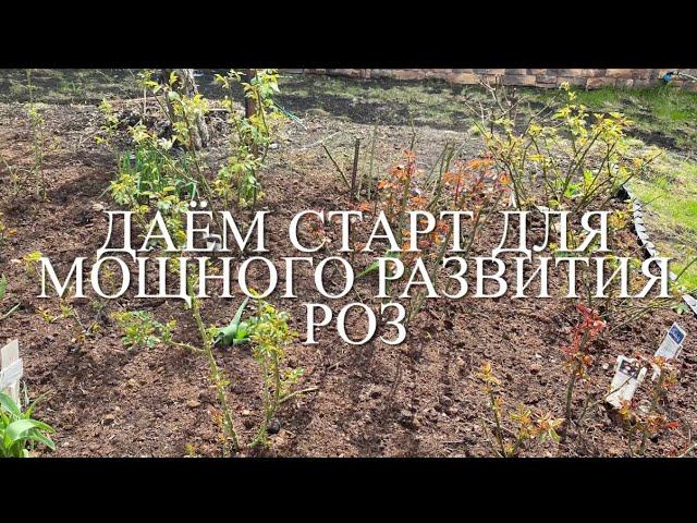 Розы . Не упустите время и Ваши розы будут всем на зависть хороши!!! смотреть онлайн