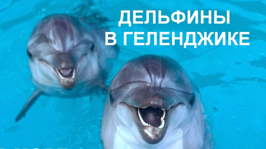 Дельфины в Геленджике, в море и не только, 2025 год смотреть онлайн