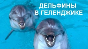Дельфины в Геленджике, в море и не только, 2025 год