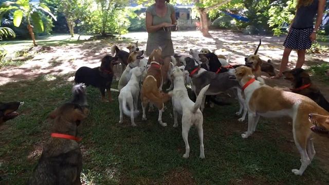 Dogs in Rita's Blue House, La Digue, Seychelles смотреть онлайн