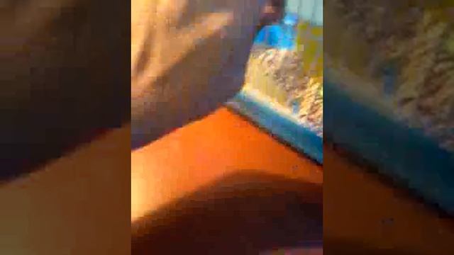 Приручение хомяков смотреть онлайн