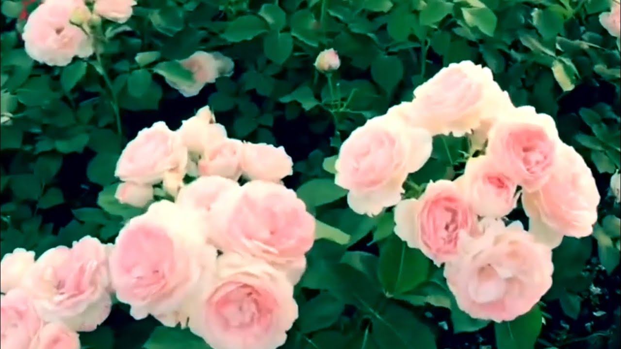 Розы. Основные ошибки при создании розария. Новичкам на заметку. смотреть онлайн