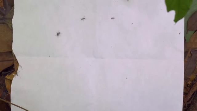 draw pheromone ant circle смотреть онлайн