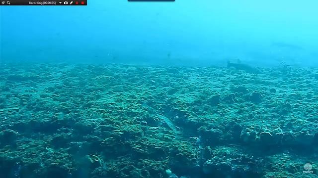 Caribbean spiny lobster 16 5 28a 8;15 смотреть онлайн