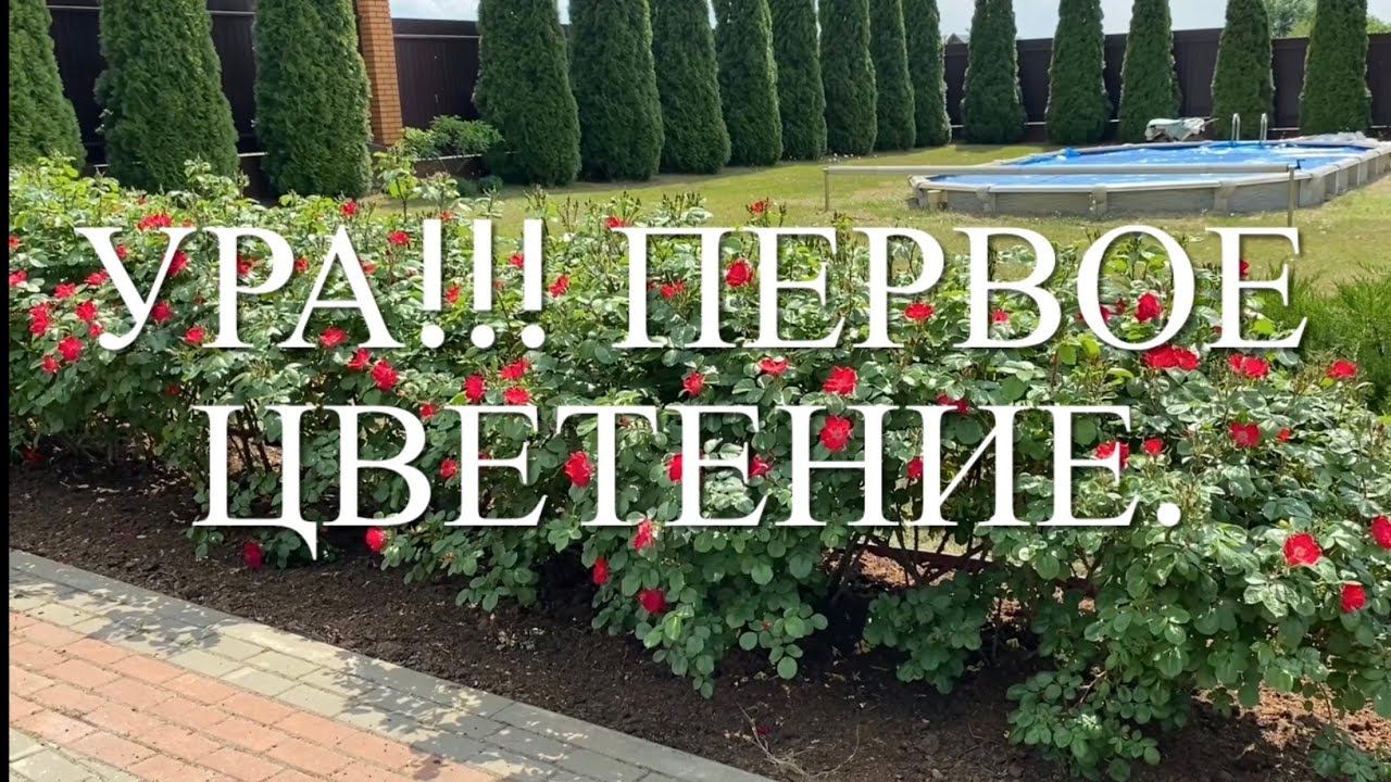Розы. Ура!!! Началось первое цветение роз. Обзор розария в конце мая. смотреть онлайн
