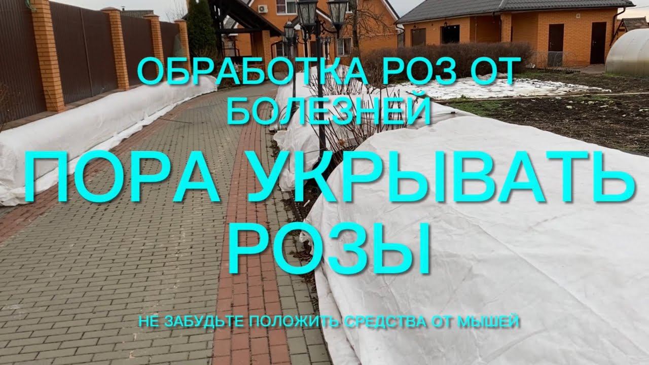Розы. Срочно приступаем к укрытию роз. Время пришло. Розы обработаны и ….. смотреть онлайн
