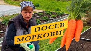 Посев моркови, подкормка и уход.