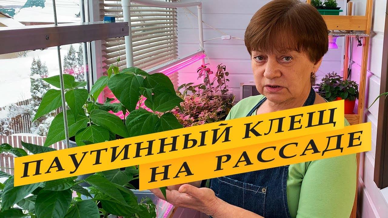 Паутинный клещ на рассаде.