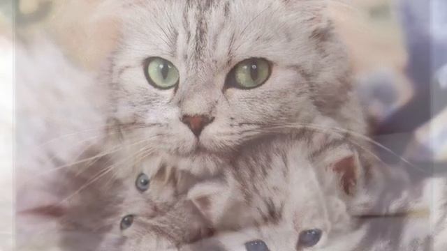 Meow Meow Lullaby by Nada Surf-Large.m4v смотреть онлайн