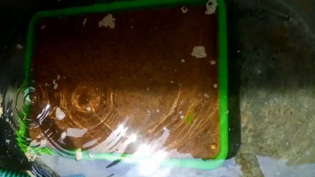 Setting up new cement tank - planting aquarium grass смотреть онлайн