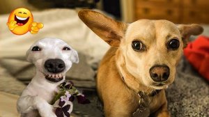 САМЫЕ СМЕШНЫЕ видео с животными,😸🐺 собаками и кошками, 😸которые мгновенно сделают ваш день лучше!