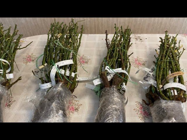 Розы. Моя первая посылка из питомника Розы Вдохновения смотреть онлайн