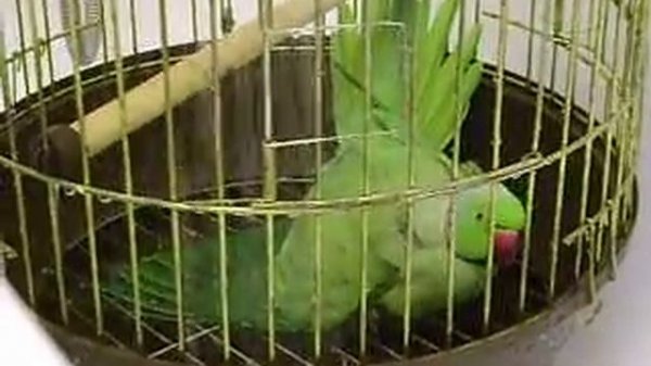 ожереловый попугай купается