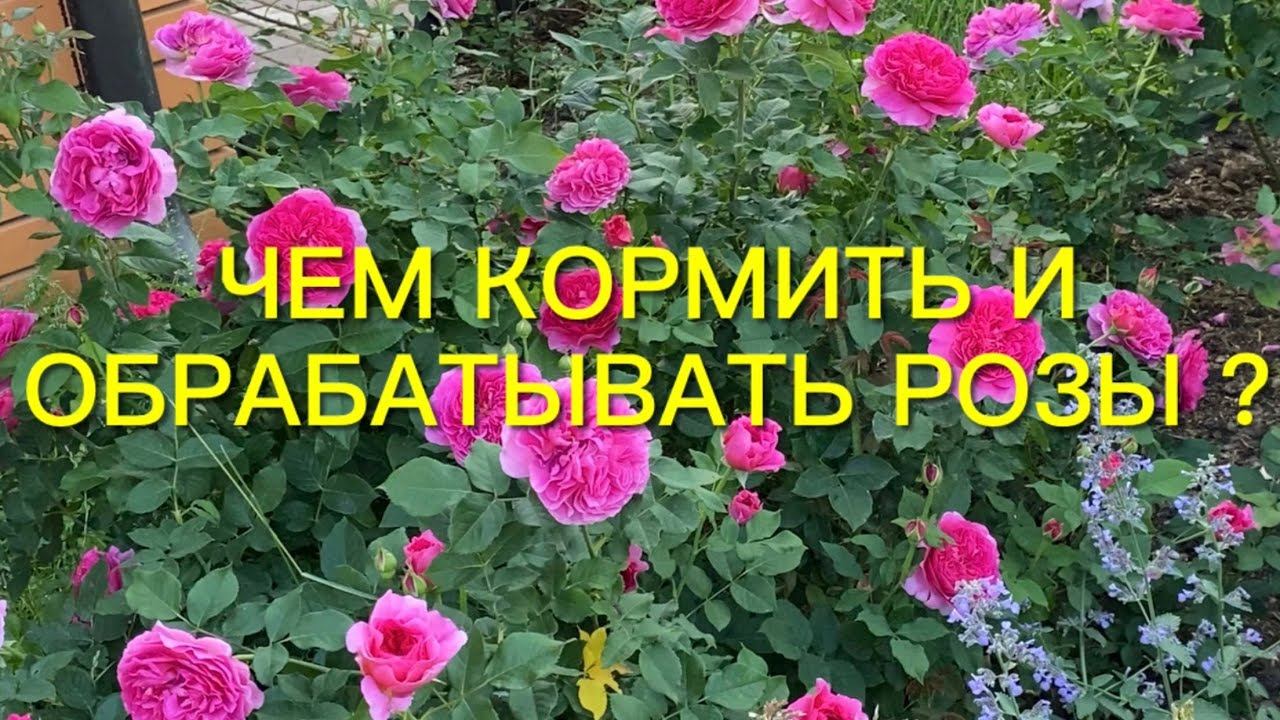 Чем я кормлю и обрабатываю розы. Обрезка роз по полной программе. Немного красоты. смотреть онлайн