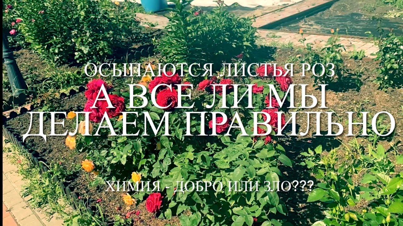 Розы. Осыпаются листья у розы . А все ли мы правильно делаем??? Химия, куча удобрений .... смотреть онлайн