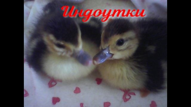 Зверьё моё! смотреть онлайн
