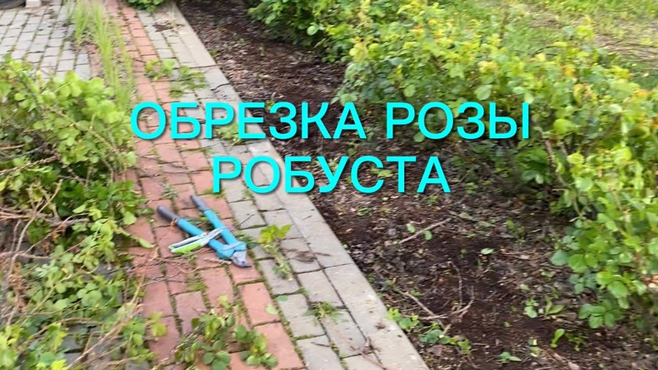 Обрезка розы Робуста . смотреть онлайн