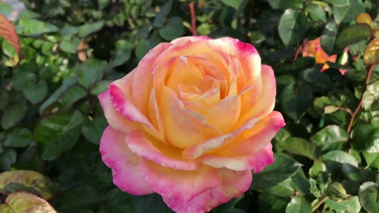 Розы. Делюсь опытом посадки роз в моем саду. Результат очевиден... смотреть онлайн