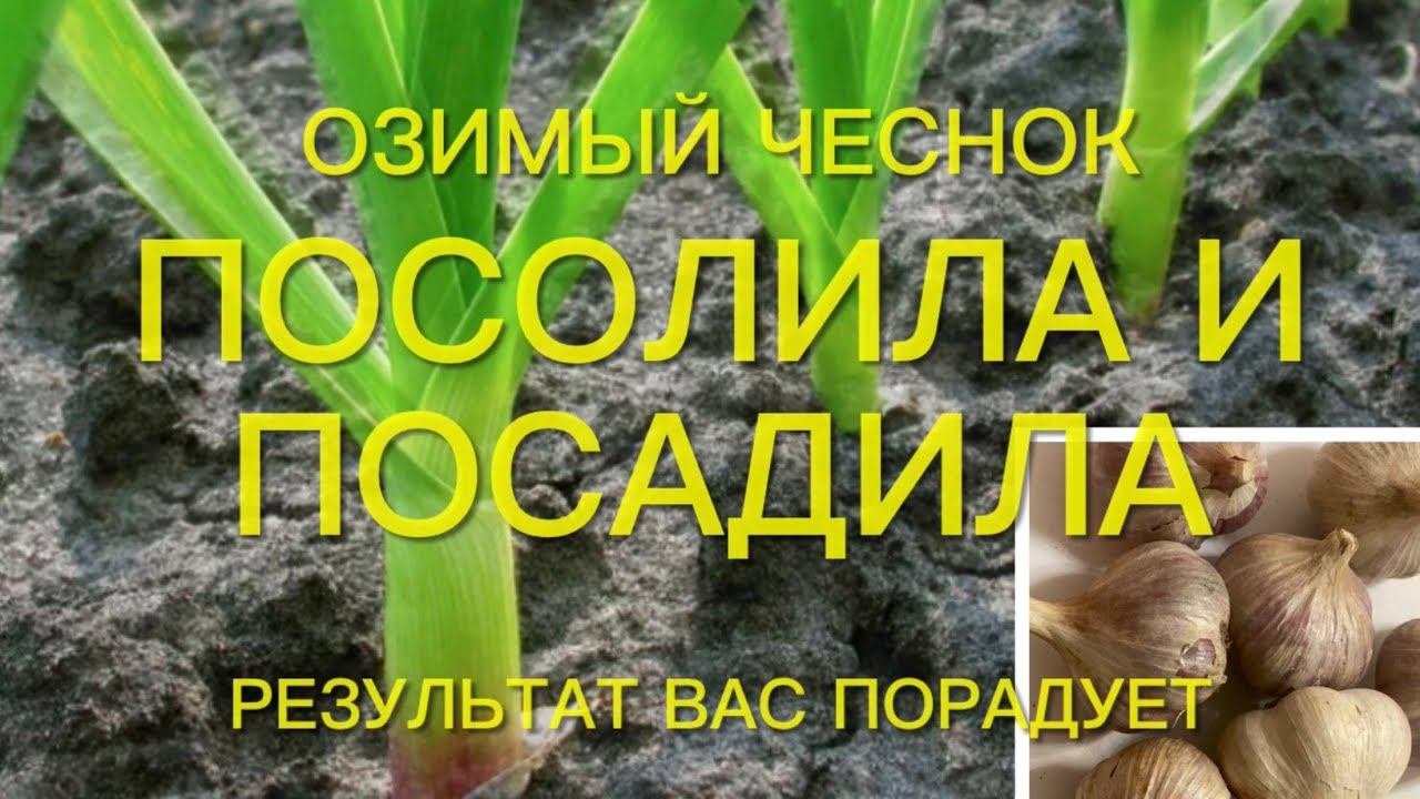 Посадка озимого чеснока. Посолила и посадила, а результат не заставит ждать. смотреть онлайн
