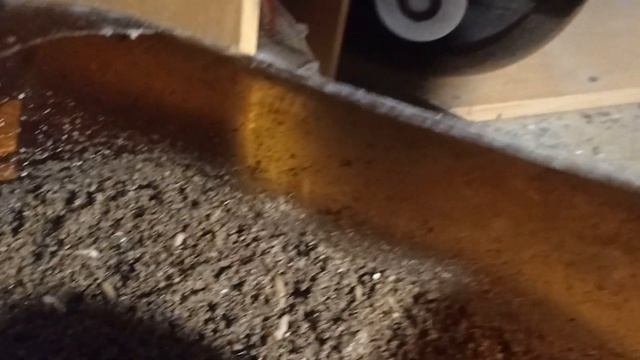 Разведение чёрной львинки день16 смотреть онлайн