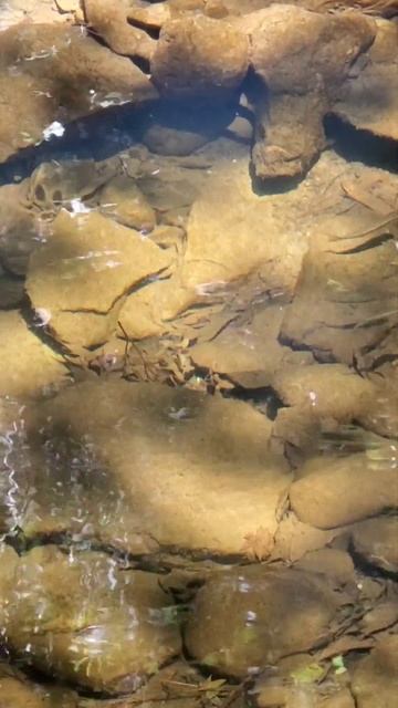 ウグイ！大きいので全長15cmくらい！