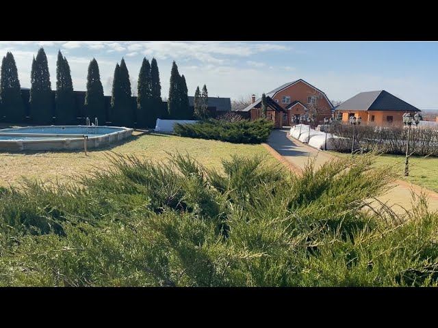 Розы. Как перезимовали? Срочно обрезаем гортензии. Открываем сезон. смотреть онлайн