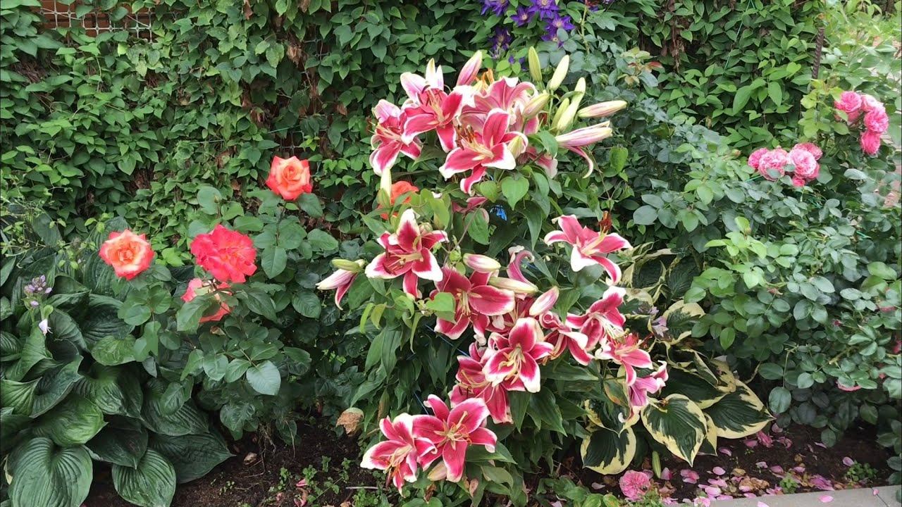 Розы. Важные темы - интересующие Вас. смотреть онлайн