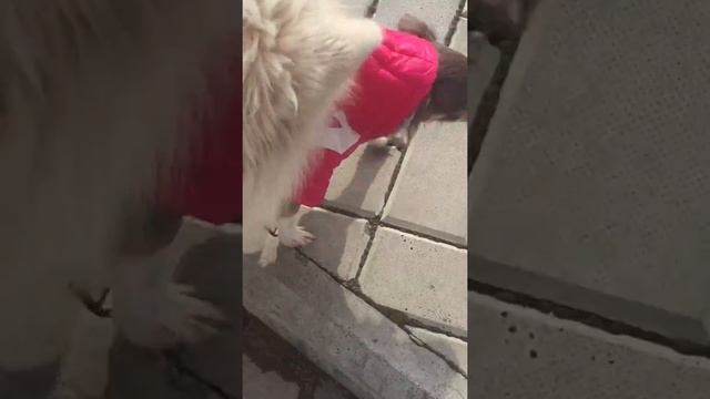Мини ВЛОГ первая встреча собак смотреть онлайн