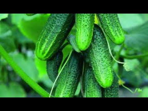 Пробная посадка огурцов. смотреть онлайн