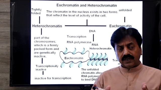 Inter / Chapter 6 / Chromosomes and DNA / Part 16 / Euchromatin / Heterochromatin / Gene regulation смотреть онлайн
