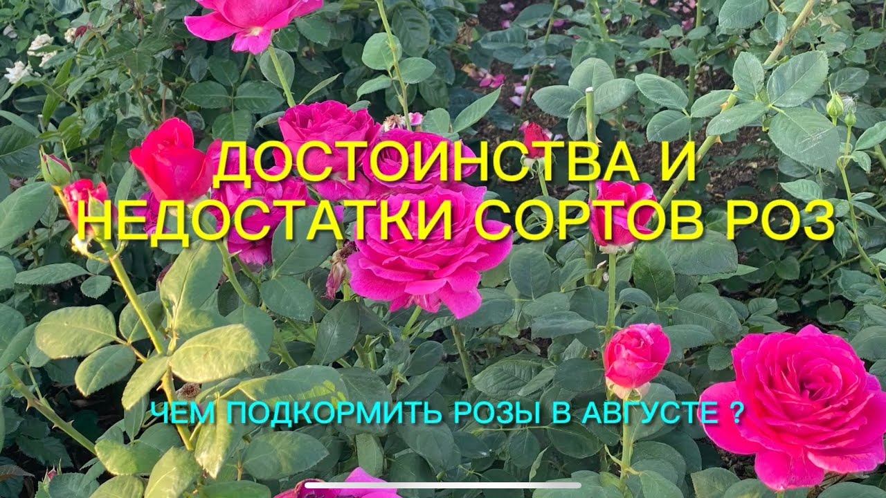 Розы. Достоинства и недостатки . Честный обзор моего сада. Подкормка и лечение роз. смотреть онлайн