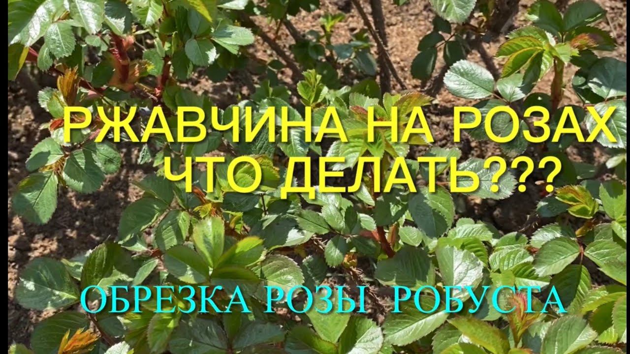Розы. Обрезка и борьба с ржавчиной на розах Робуста. Уход за розами. Ответы на вопросы. смотреть онлайн
