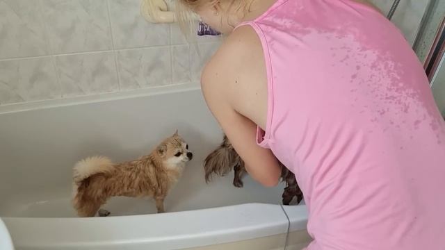 doggie bath time x смотреть онлайн