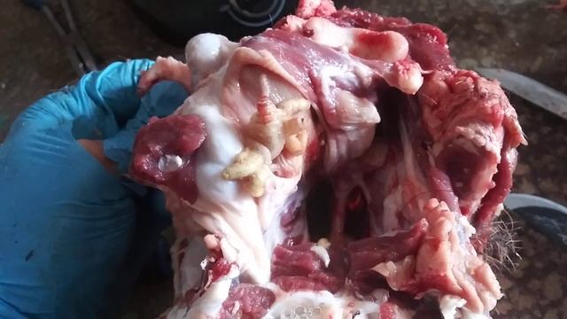 Nasal Bot fly larva in the back of a whitetail deer throat. Parasite смотреть онлайн